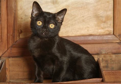 20 Fun Facts You Didnt Know About Bombay Cats