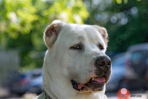 Alabai ve orta asya çoban köpeği olarak da bilinen, yapılan araştırmalar neticesinde köklerinin m.ö alabay köpeklerin fiziksel özellikleri. Alabai Dog - Central Asian Shepherd Dog Wikipedia ...