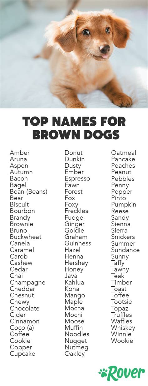 Best Brown Dog Names Cute Names For Dogs Brown Dog Names Brown Dog