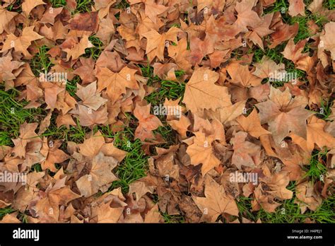 Dry Autumn Leaves Stock Photo Alamy