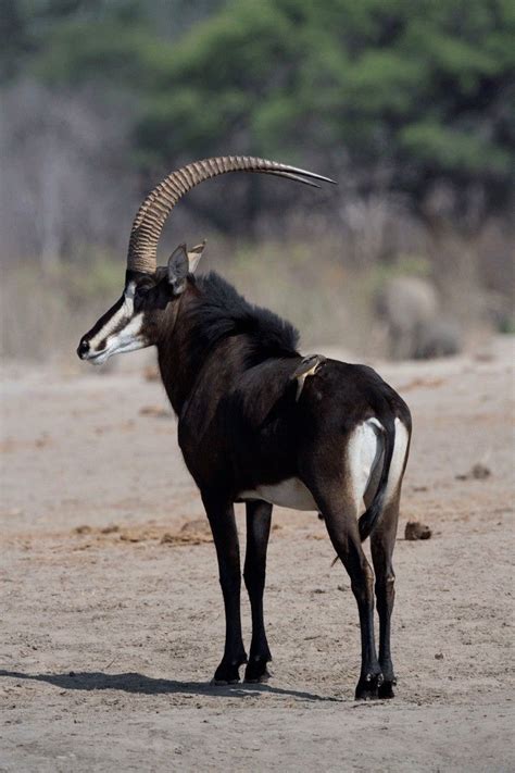Sable Antelope African Animals Wildlife Animals Animals Wild