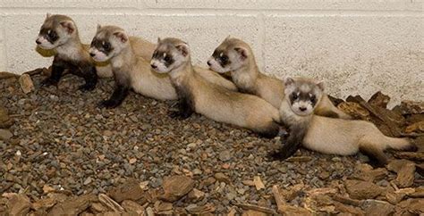 Help Name The National Zoos Baby Black Footed Ferret Science