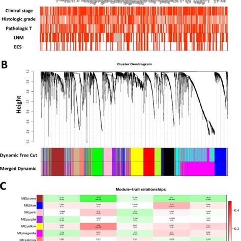 Weighted Gene Co Expression Network Analysis And Identification Of