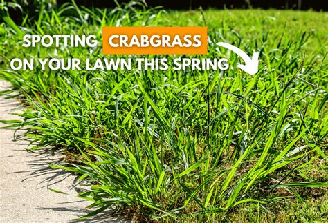 Ronnie Lindsey What Kills Crabgrass But Not Fescue
