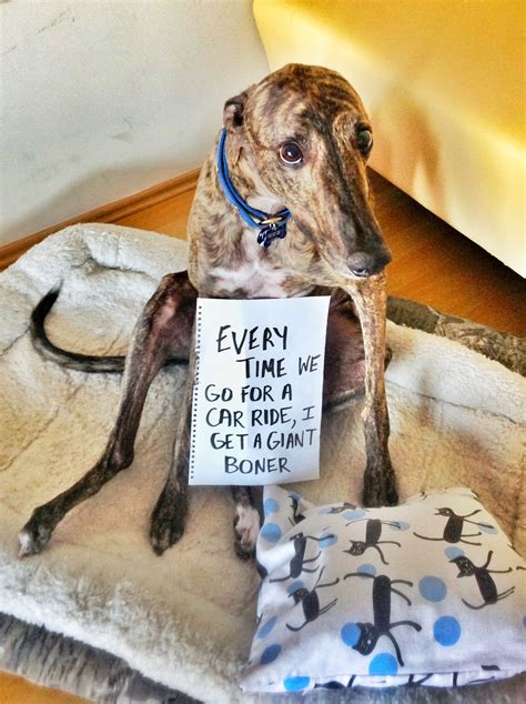 Pet Shame Greyhound Dog Animals Funny Cute Humor Trend