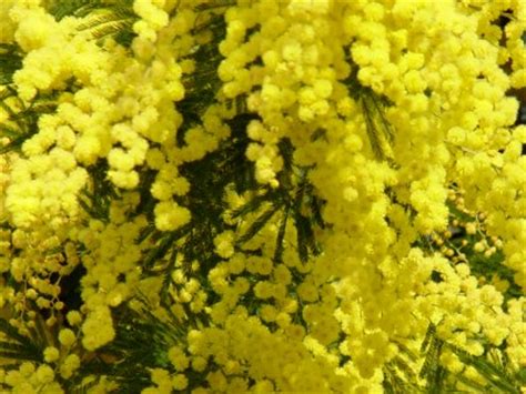 In italy, women's day is celebrated by offering mimosa flowers to the women. Mimosa Flower is a Symbol for International Women's Day