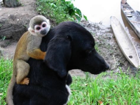 36 Unlikely Animal Friendships Showing Us That Differences