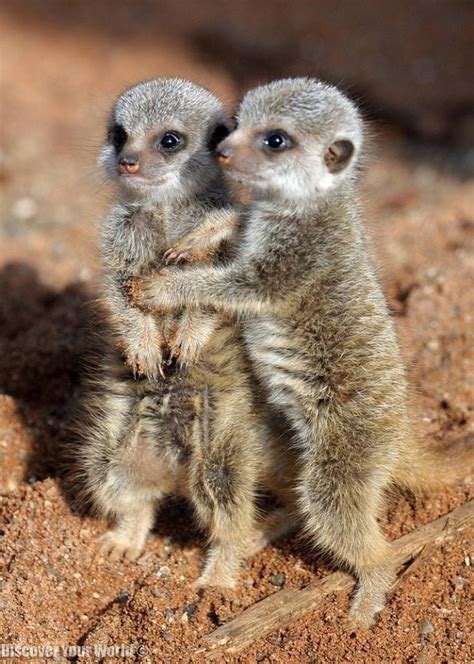 Baby Meerkats Sweet Baby Animals Pinterest