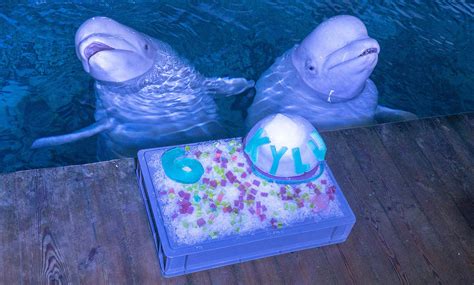 Happy Birthday Cute Beluga Whale Celebrates Sixth Birthday With Cool
