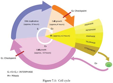 Cell Cycle Definition Phases Duration