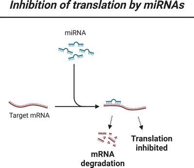 Frontiers Precision Machine Learning To Understand Micro Rna Regulation In Neurodegenerative