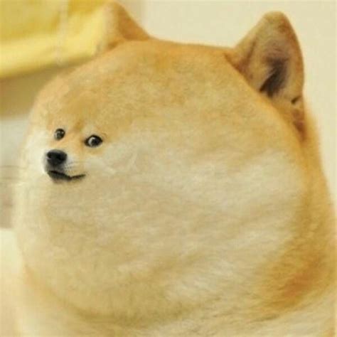 106 Best Images About Doge On Pinterest Art School Spirit Animal And
