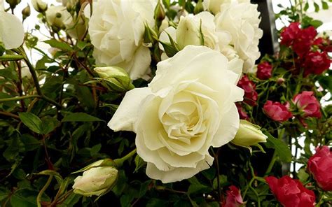 The 14 Best Pure And Beautiful White Rose Varieties Rose Varieties