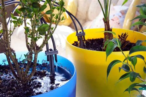 10 Best Automatic Watering Systems For Indoor Plants Planet Renewed