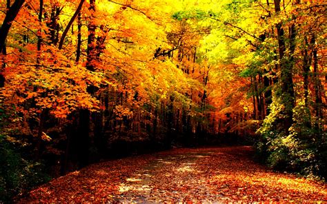 Free Download Autumn Wallpaper Autumn Wallpaper 1280x800 For Your