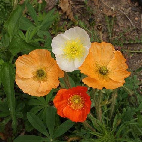 Iceland Poppy Mix Meadow Pastels 100 Heirloom Etsy