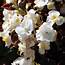 White Begonia Seeds  Wax Semperflorens Flower