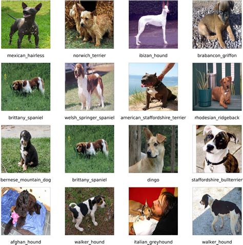 Dog Breed Classification Using Transfer Learning In Tensorflow Idiot
