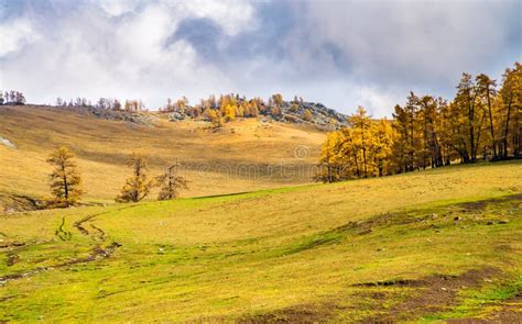 Golden Grassland Landscape In The Bush With Grampians Mountains In The