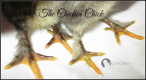 How To Sex Your Chickens Tips And Tricks Backyard Chickens Community