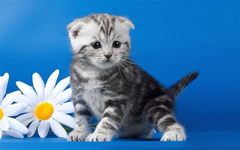 1080p Free Download Cute Kitten Among Daisies Flower Cat Kitten