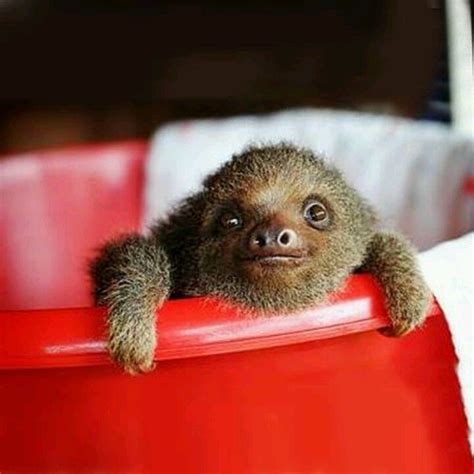 78 Best Images About Baby Sloths On Pinterest A Sloth Cuddling And