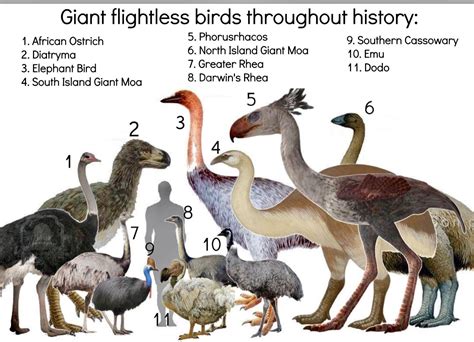 Giant Flightless Birds Throughout History Prehistoric Animals