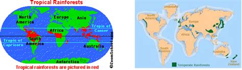Location Of Tropical Rainforest - Tropical Rainforest Biomes Article Khan Academy : Tropical ...