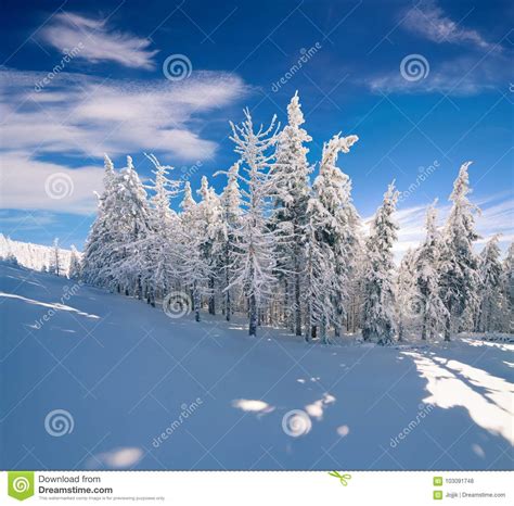Sunny Winter Morning In Carpathian Mountains With Snow
