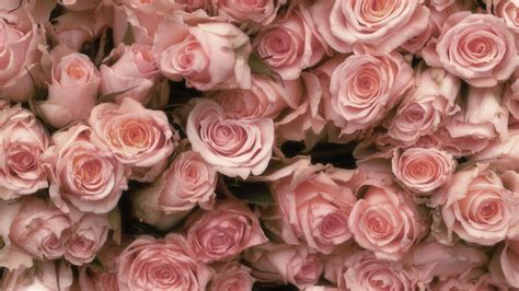 Light Pink Roses Wallpapers Bigbeamng