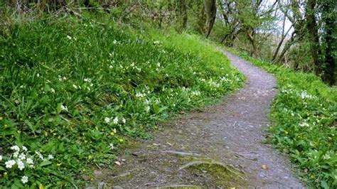 Have You Ever Walked On Primrose Path • Angies Diary