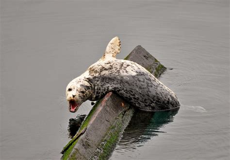 Buzzs Marine Life Of Puget Sound Harbor Seals Octopus