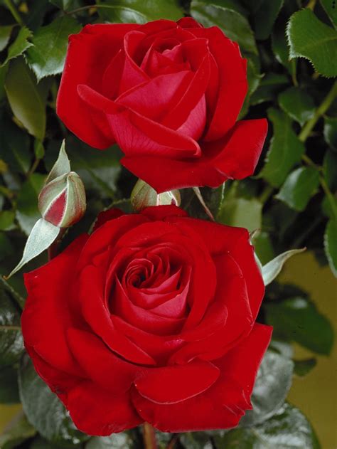 Edelrose Red Brokat ® Finde Deine Neue Rose Online Ratgeber