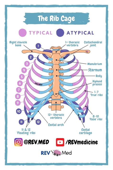 Diagram Rib Cage With Organs Picture Of What Is Under Your Rib Cage
