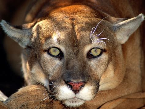 Puma Americano Animal Fauna Ecología En Taringa