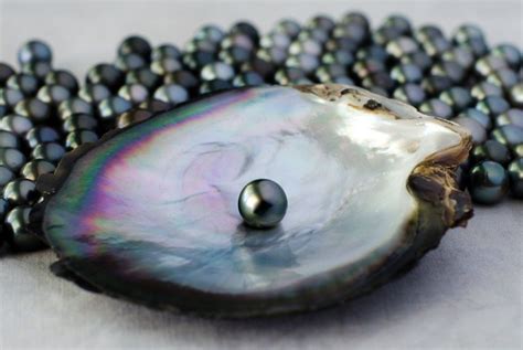 Black Cultured Pearl In Oyster Shell Black Pearl Earrings Black Pearl Shell Pearl
