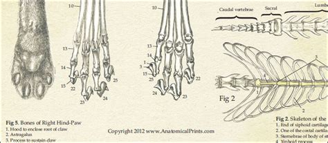 Skeletal Anatomy of the Domestic Cat Poster
