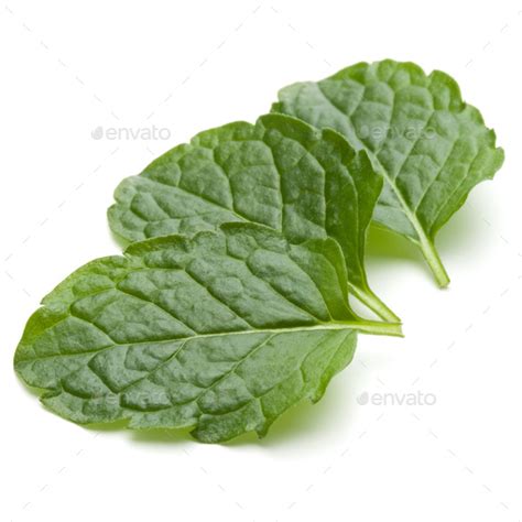 Peppermint Herb Isolated On White Background Cutout Mint Leaves Stock