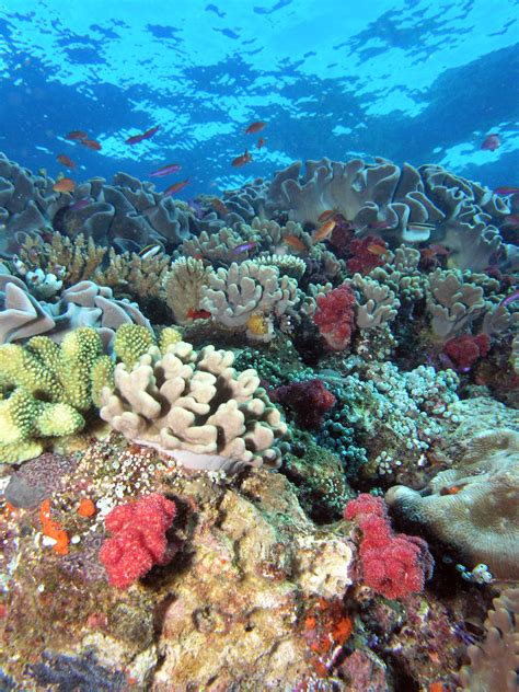 Nasa Tests Observing Capability On Hawaiis Coral Reefs Nasa