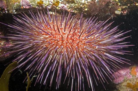 Phylum Echinodermata Reproductive Systems Of Phyla