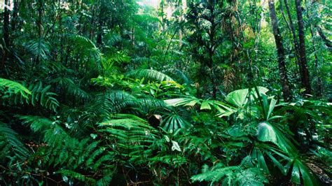 Green Jungle Trees Plants Hd Wallpaper Nature And Landscape