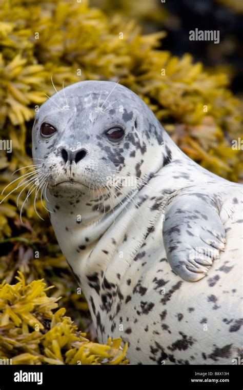 Seal Up Close Hi Res Stock Photography And Images Alamy
