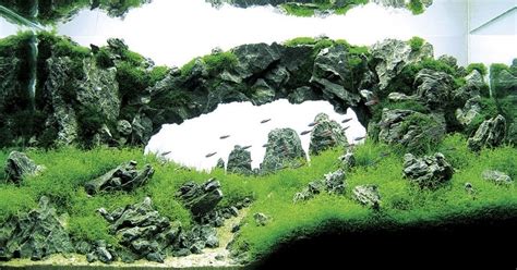 Cara membuat aquascape, aquascape itu mudah. Desain Interior Rumah: Cara Membuat Aquascape Sederhana
