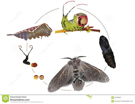 Life Cycle Of Puss Moth Stock Illustration Illustration Of Caterpillar