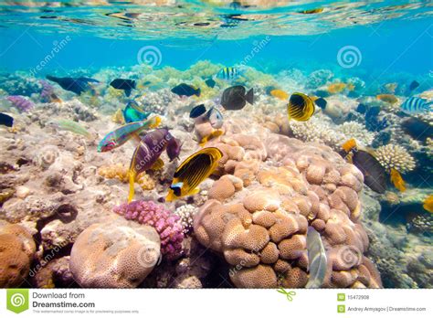 Tropical Coral Reef Red Sea Stock Photo Image Of Plant Beautiful