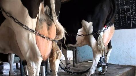 Milking In An Abreast Parlour Part 1 Youtube