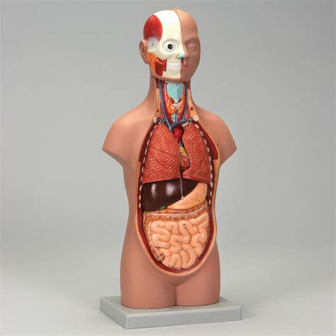 Anatomy Human Torso Model Labeled Organs Print Activity 5 Examining
