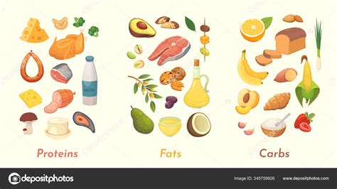 Macronutrients Vector Illustration Main Food Groups Proteins Fats