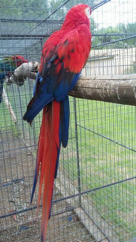 Red Scarlet Macaw Mutation For Sale Buy Scarlet Macaw Mutation Online