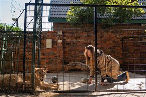 ギャラリー：南アフリカ、ライオン牧場が抱える深い闇 写真15点 ナショナルジオグラフィック日本版サイト